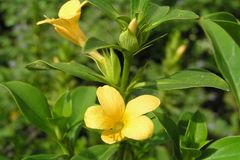 Barleria prionitis